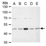 IDH1 Antibody in Western Blot (WB)