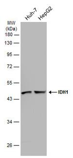 IDH1 Antibody in Western Blot (WB)