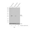 Caspase 1 Antibody in Western Blot (WB)