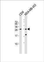 IFI6 Antibody in Western Blot (WB)