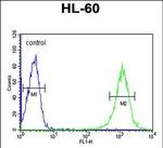 B4GALT1 Antibody in Flow Cytometry (Flow)