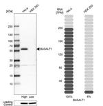 B4GALT1 Antibody in Western Blot (WB)