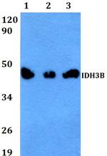 IDH3B Antibody in Western Blot (WB)