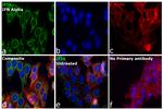 IFI6 Antibody in Immunocytochemistry (ICC/IF)