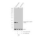 Caspase 1 (cleaved Asp297) Antibody