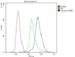 Lamin A/C Antibody in Flow Cytometry (Flow)