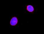 Lamin A/C Antibody in Immunocytochemistry (ICC/IF)