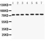 Lamin A/C Antibody in Western Blot (WB)