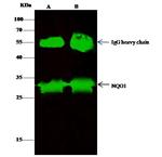 NQO1 Antibody in Immunoprecipitation (IP)