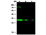 NQO1 Antibody in Western Blot (WB)