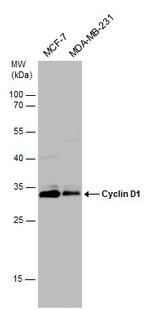 Cyclin D1 Antibody in Western Blot (WB)