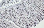 H3K18ac Antibody in Immunohistochemistry (Paraffin) (IHC (P))