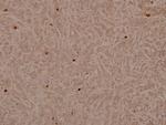 Lamin A/C Antibody in Immunohistochemistry (Paraffin) (IHC (P))