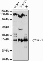 Cyclin D1 Antibody in Western Blot (WB)