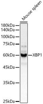 XBP1 Antibody in Western Blot (WB)