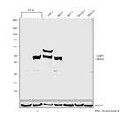 Caspase 1 Antibody in Western Blot (WB)