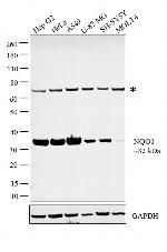 NQO1 Antibody