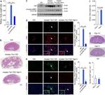 Ki-67 Antibody in Immunohistochemistry (Paraffin) (IHC (P))