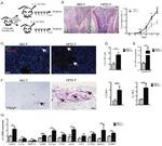 Ki-67 Antibody in Immunohistochemistry (Paraffin) (IHC (P))