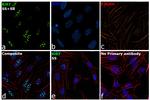 Ki-67 Antibody in Immunocytochemistry (ICC/IF)