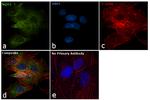 NQO1 Antibody in Immunocytochemistry (ICC/IF)