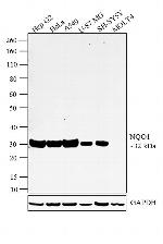 NQO1 Antibody in Western Blot (WB)