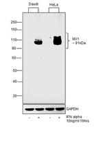 MX1 Antibody