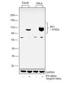 MX1 Antibody