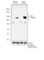 MX1 Antibody in Western Blot (WB)