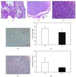 PCNA Antibody in Immunohistochemistry (Paraffin) (IHC (P))