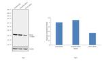 PCNA Antibody in Western Blot (WB)