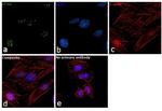 PCNA Antibody in Immunocytochemistry (ICC/IF)