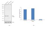 PCNA Antibody in Western Blot (WB)