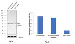 IDH1 Antibody in Western Blot (WB)