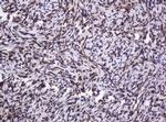 PCNA Antibody in Immunohistochemistry (Paraffin) (IHC (P))