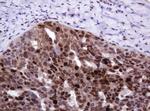 PCNA Antibody in Immunohistochemistry (Paraffin) (IHC (P))