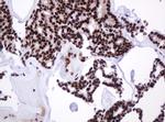 PCNA Antibody in Immunohistochemistry (Paraffin) (IHC (P))