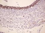 PCNA Antibody in Immunohistochemistry (Paraffin) (IHC (P))