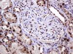 PCNA Antibody in Immunohistochemistry (Paraffin) (IHC (P))