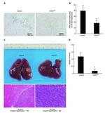 PCNA Antibody in Immunohistochemistry (IHC)