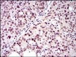 PCNA Antibody in Immunohistochemistry (Paraffin) (IHC (P))