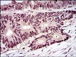 PCNA Antibody in Immunohistochemistry (Paraffin) (IHC (P))