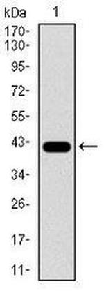 PCNA Antibody in Western Blot (WB)