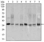 PCNA Antibody in Western Blot (WB)