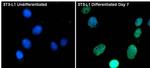 PPAR gamma Antibody in Immunocytochemistry (ICC/IF)