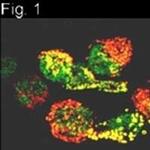 Prolactin Receptor Antibody in Immunocytochemistry (ICC/IF)