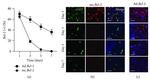 Bcl-2 Antibody in Flow Cytometry (Flow)