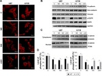 PCNA Antibody in Western Blot (WB)