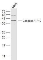 Caspase-1 P10 Antibody in Western Blot (WB)