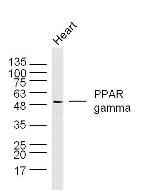 PPAR gamma Antibody in Western Blot (WB)